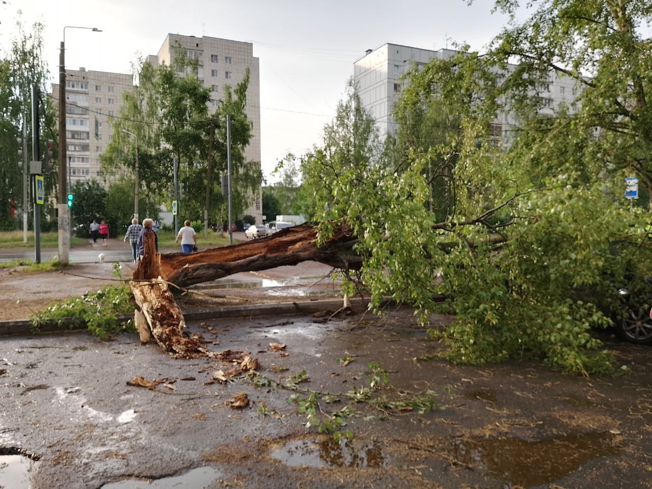 Упавшие от ветра деревья сразу вывезли | 26.06.2024 | Чайковский -  БезФормата